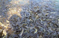 2019泥鳅养殖利润？红动中国数据