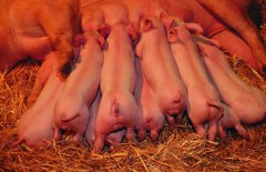 规模化养猪效益分析.湄公河惨案