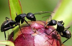黑蚂蚁能治阳痿吗