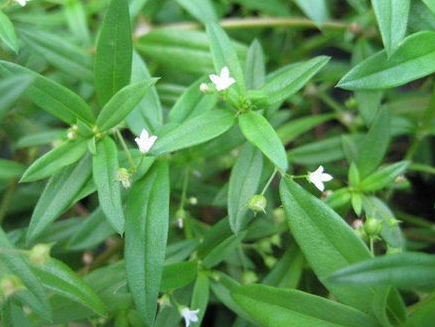 白花蛇舌草的功效与作用及食用方法(图1)