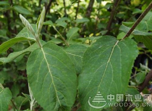 中药虎杖的功效与作用及禁忌|虎杖图片(图1)