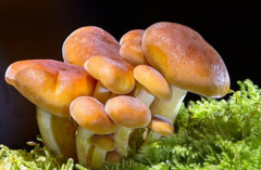 蘑菇主要生长在什么地方？54种食