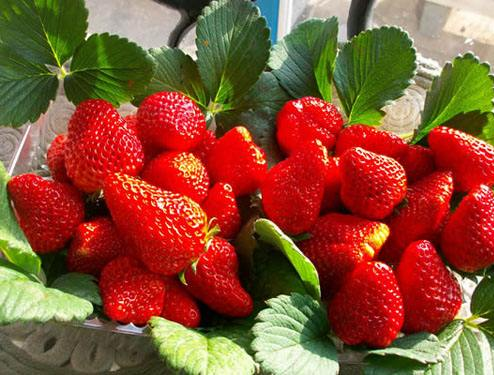 草莓吃多了会怎么样 一天吃多少