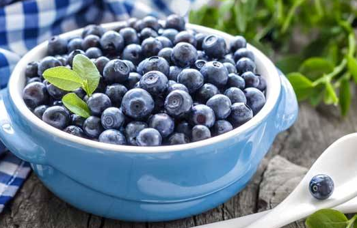 蓝莓根的功效与作用 吃蓝莓的好