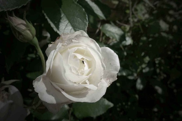 为什么白玫瑰不能随便送人 代表什么意思