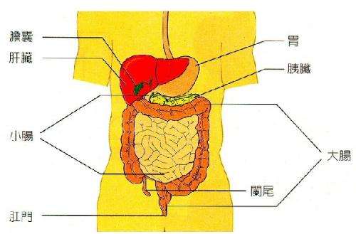 胃的位置在哪里，人体胃的位置图
