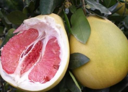 柚子和奇异果的功效与作用及禁忌