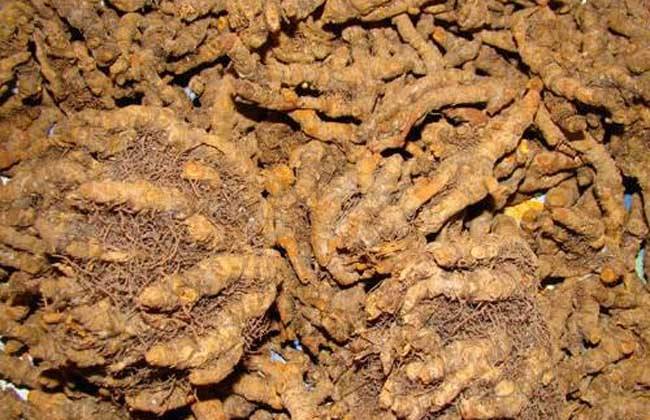 黄连的功效与作用、食用方法