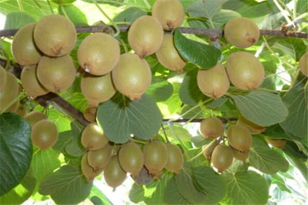 空腔溃疡吃什么好得快