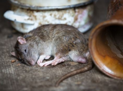 梦见死老鼠是什么意思