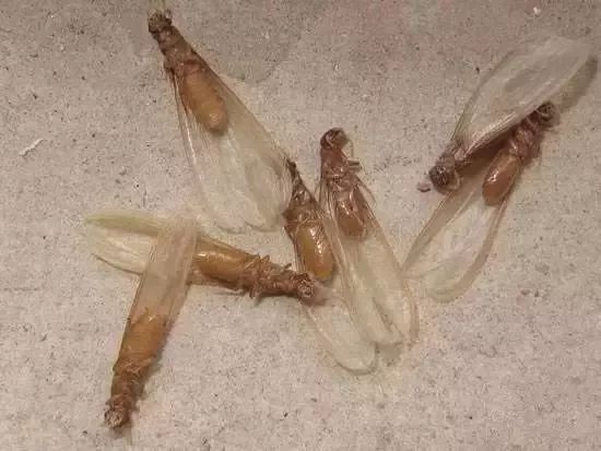 家白蚁的功效与作用-禁忌