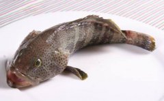 石斑鱼的营养价值及功效