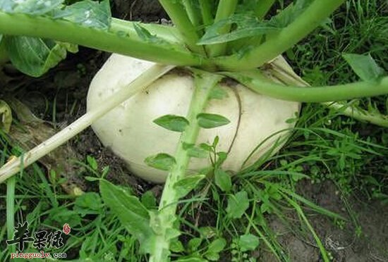 芜菁的功效与作用及禁忌