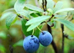 冰冻蓝莓可以直接吃么