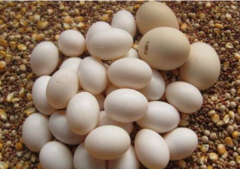 鸽子蛋一天可以吃几个（每天吃2