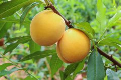 黄桃营养价值及功效