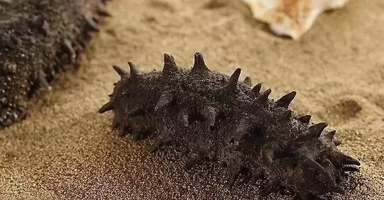 海参的功效与作用及禁忌网用法意