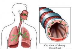 气管和食道位置三维图