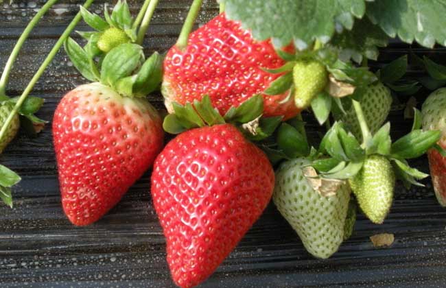 孕妇能吃草莓吗 吃草莓的注意事项