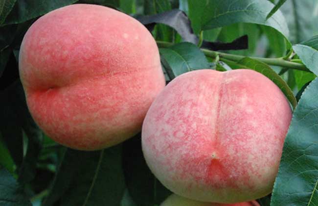 怀孕可以吃水蜜桃吗？