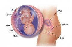 15周孕妇标准的肚子图