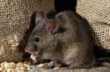 开灯睡觉可以防老鼠吗 灭鼠最快最有效的方法
