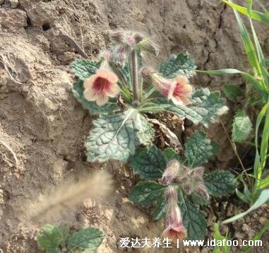中藥野生地黃的圖片，花朵像喇叭/果實像地瓜(附功效藥用價值)