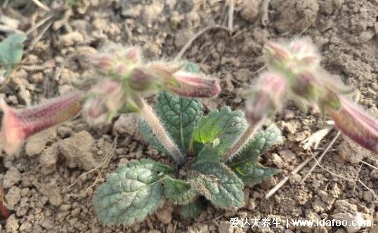 中藥野生地黃的圖片，花朵像喇叭/果實像地瓜(附功效藥用價值)