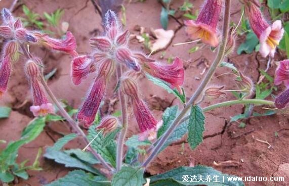 中藥野生地黃的圖片，花朵像喇叭/果實像地瓜(附功效藥用價值)