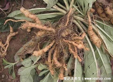 中藥野生地黃的圖片，花朵像喇叭/果實像地瓜(附功效藥用價值)