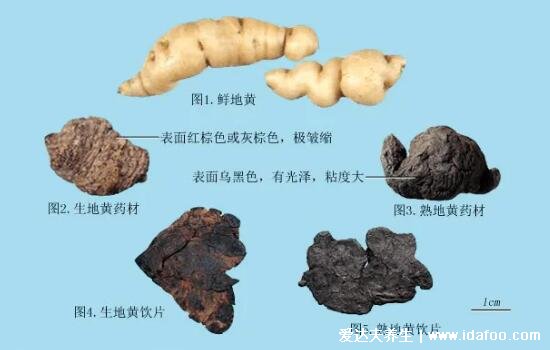 中藥野生地黃的圖片，花朵像喇叭/果實像地瓜(附功效藥用價值)
