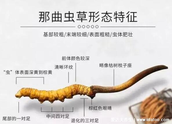 那曲虫草怎么辨别，颜色黄净尾宽长至少5厘米（4个方面）