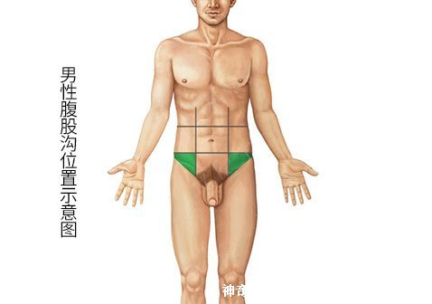 腹股沟在哪个位置图片，下腹部和大腿根间的那道沟(附按摩法)