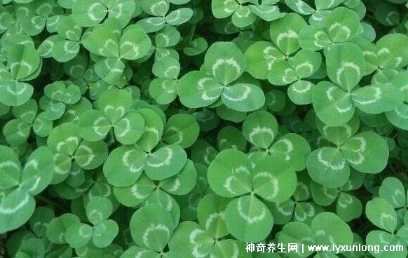 看图片,这种常见的野草就是苜蓿草,人们还称其为三叶草,牧宿,蓿草