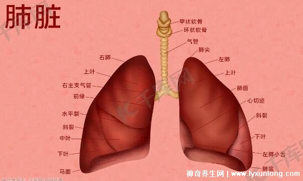 肺在哪个位置图心脏图片