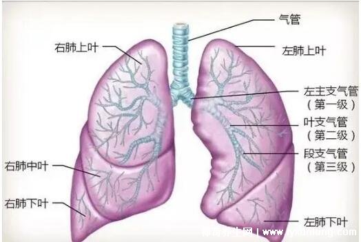 肺在哪里位置图男图片