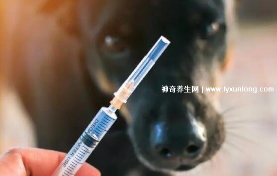 10种情况不需要打狂犬疫苗，其实大部分人不用打狂犬疫苗